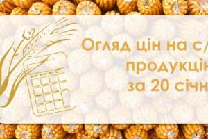 В Україні подешевшали пшениця та кукурудза — огляд цін на с/г продукцію за 20 січня