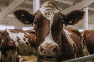 Поголів’я корів скоротилось на 5% — Держстат
