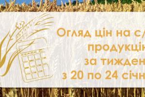 В Україні подорожчали пшениця та кукурудза — огляд за тиждень з 20 по 24 січня