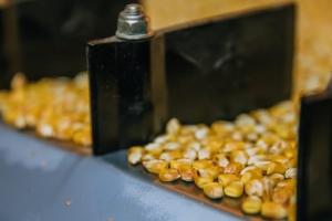 Названо місце України в світовому виробництві кукурудзи