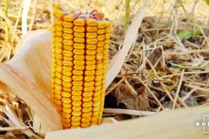 Асортимент гібридів кукурудзи треба переглядати щорічно — експерт