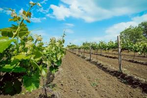 Глобальне потепління може знищити 85% виноробних регіонів у світі 