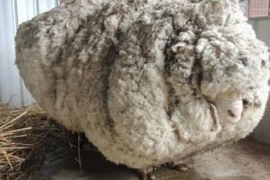 З австралійської вівці настригли 42 кг вовни