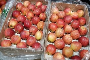 Господарство Гадз почало експортувати яблука на Мальдіви