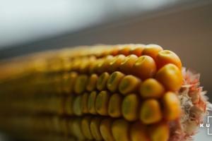 У структурі експорту зернових з України домінує кукурудза