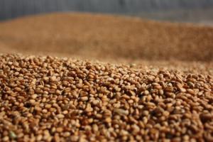 Майже 90% зерна на експорт купують за форвардними контрактами