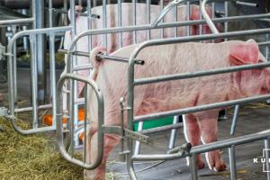 Обсяги виробництва свинини в Україні зросли майже на 5%