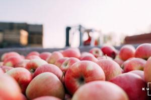 Ціни на яблуко в ЄС значно перевищують середні за п'ять років