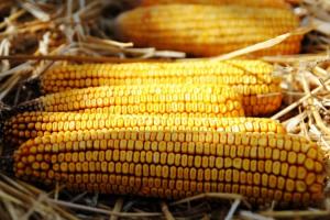 Українська кукурудза дешевшає другий тиждень поспіль на тлі коронавірусу 