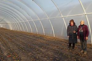 Фермери з Херсонщини планують в квітні зібрати перший урожаю суниці 