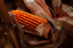 Україна цього року збільшить виробництво кукурудзи