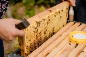 В Україні фальсифікують понад 20% меду
