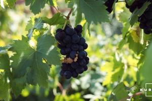 На Миколаївщини удвічі зменшились об'єми виробництва винограду