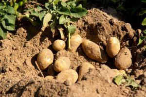Через аномальну погоду аграріям прогнозують неврожай зернових та картоплі