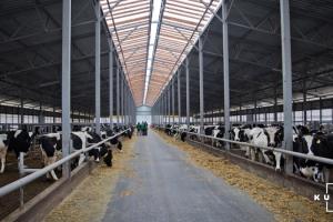 До 2026 р в Україні буде створено 5 тисяч сімейних молочних ферм 