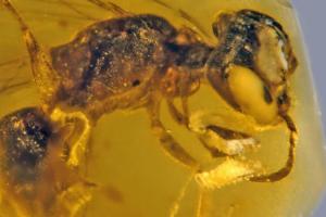 У бурштині знайшли бджолу віком понад 100 млн років