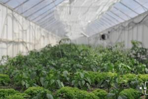 В теплицях на Полтавщині вирощують популярні міні-овочі
