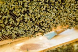 Бджолярі зможуть отримати 100 грн відшкодування за одну матку
