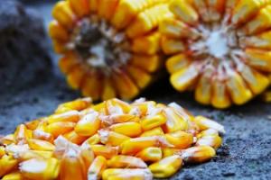 Експортні котирування української кукурудзи знову падають 