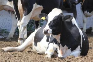 Фермери отримають 5 тисяч грн дотації за ідентифікованих корів