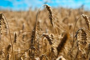 Україна збільшила експорт зернових на 25%
