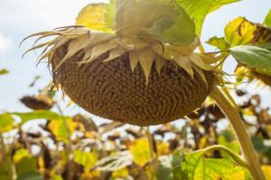 Майже 70% соняшнику в Україні вирощується з порушенням сівозміни