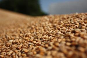 В Україні прогнозують недобір врожаю зерна