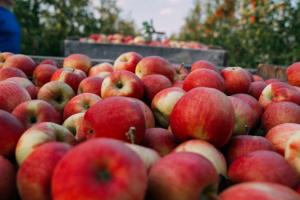 Через коронавірус ускладнився експорт українських яблук до Азії та ЄС 