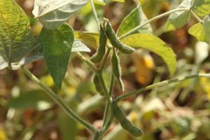 На базі Сумського НАУ досліджуватимуть перспективи вирощування сої