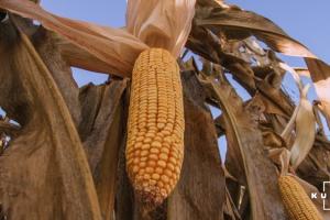 В Огайо на двопільній системі отримують врожайність кукурудзи по 13,5 т/га

