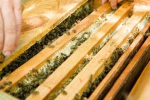 В Україні розроблять інтегрований локальний стандарт на мед