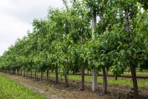 Уряд виділив 400 млн грн на розвиток садівництва та виноградарства