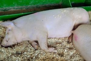 Карантин спричинив зростання цін на живець свиней