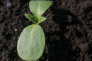 Фермерам порадили досходовий ґрунтовий гербіцид для захисту соняшнику