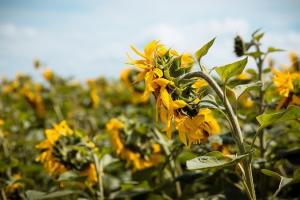 Експерт розповів, як виростити високоолеїновий соняшник в Україні