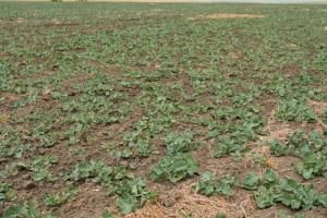 На Полтавщині морози не зашкодили посівам озимих — фермер