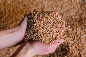Україна збільшила експорт зернових і зернобобових на 23%