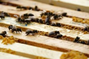 Україну чекає дефіцит племінних бджоломаток через коронавірус