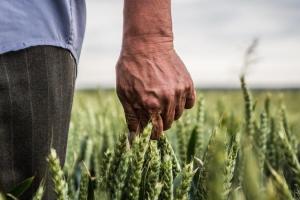 В Україні удосконалять держреєстр підтримки агровиробників