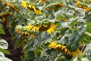 Забур’яненість соняшнику знижує врожайність на 70%
