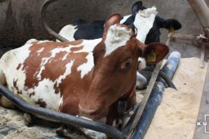 Уряд планує давати по 5 тисяч гривень на корову за програмою підтримки фермерів
