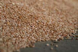 Україна втричі скоротила експорт пшениці