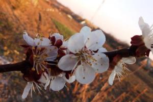 Заморозки знищили майбутній урожай абрикосів та персиків на Закарпатті