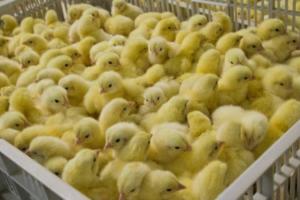 Експорт вітчизняної курятини до Євросоюзу збільшився майже на 20%