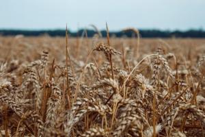 На Півдні прогнозують зниження врожаю пшениці через посуху