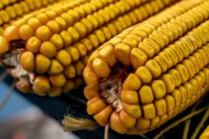 Аналітики озвучили прогноз цін на українську кукурудзу