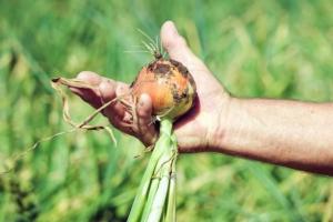 Українські овочівники збільшать площі під цибулею на 30%