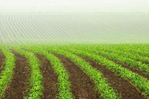 Аграріям розповіли як захистити кукурудзу від бур’янів