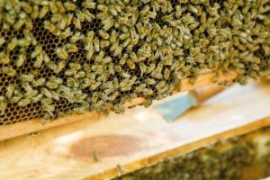 Пасічники Сумщини повідомляють про масову загибель бджіл