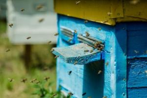 Бджоли вберегли 700 га садів після заморозків